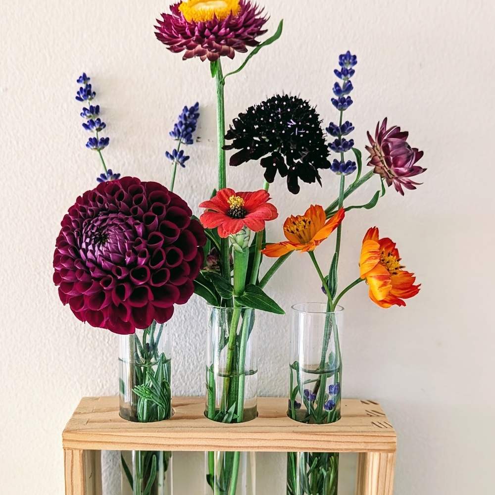 Meet your Posher, Kira